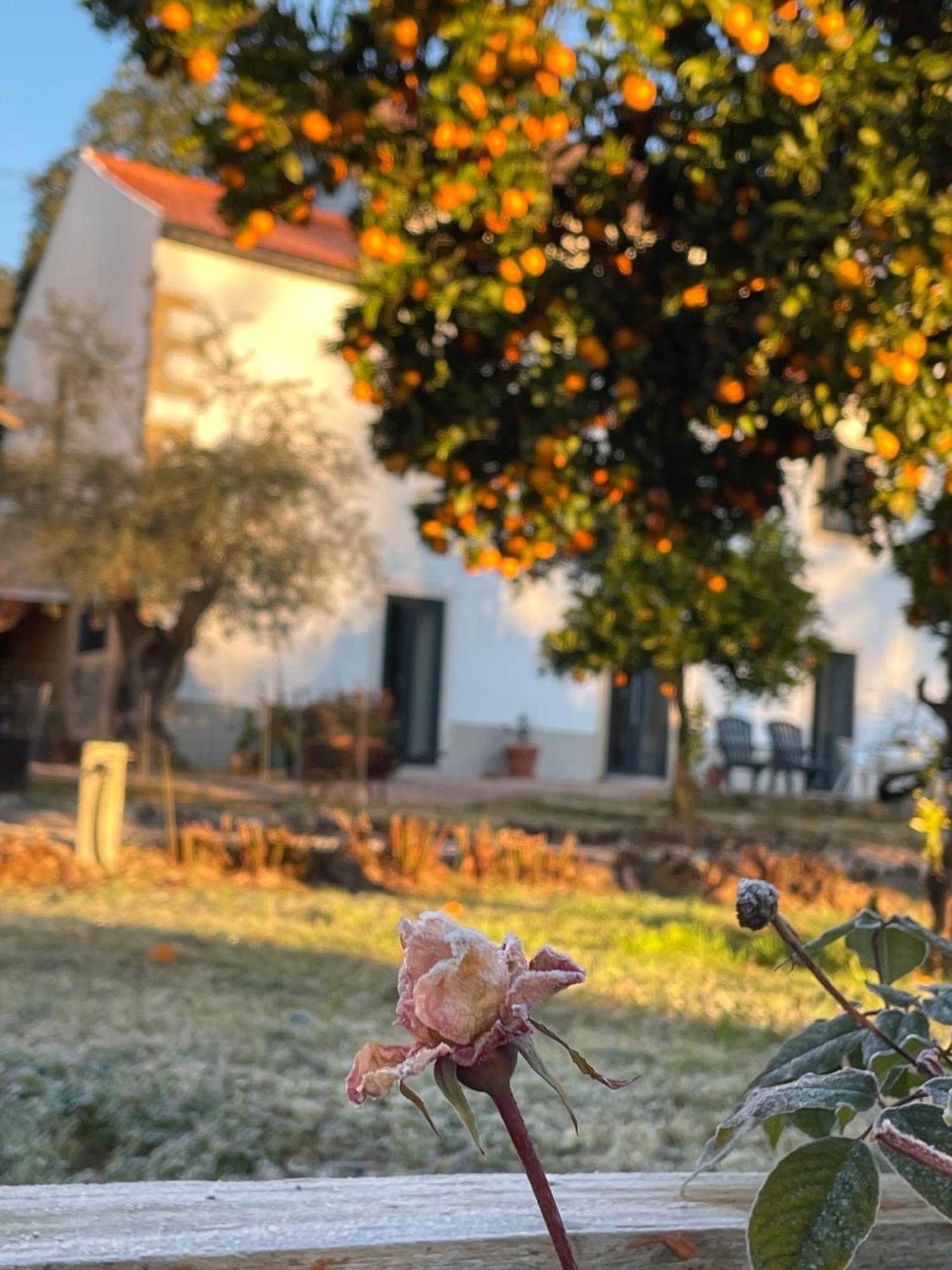 Hotel Casa Do Prado Tomar Zewnętrze zdjęcie